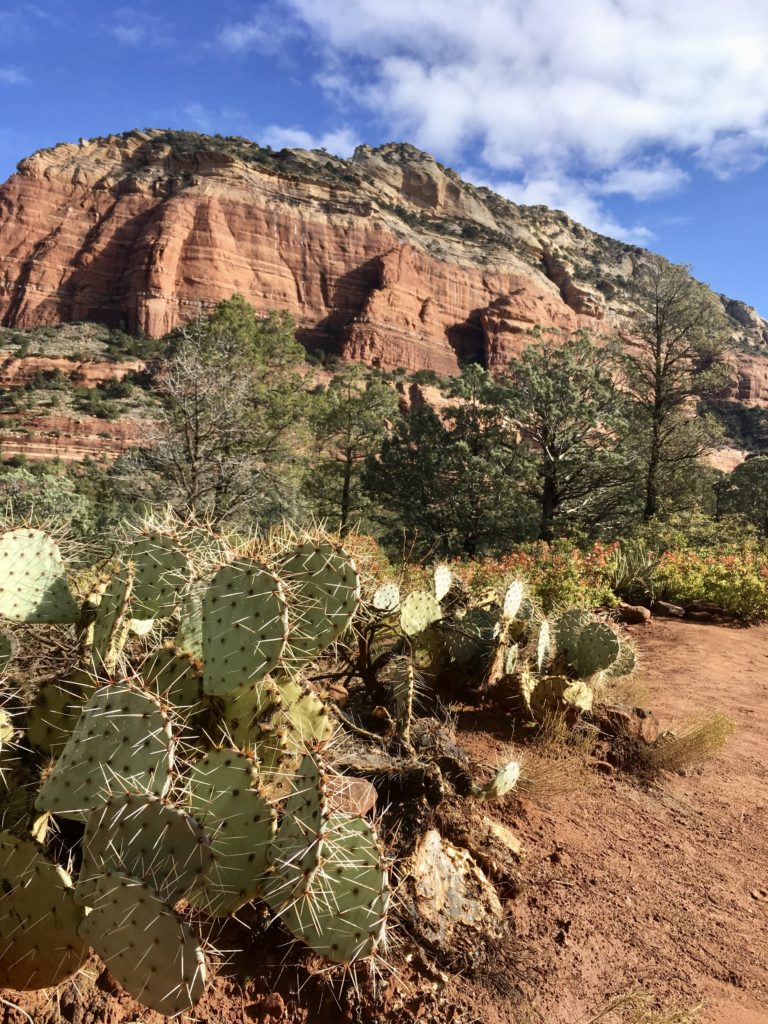 Prickly Pear Cactus Views at start of trail